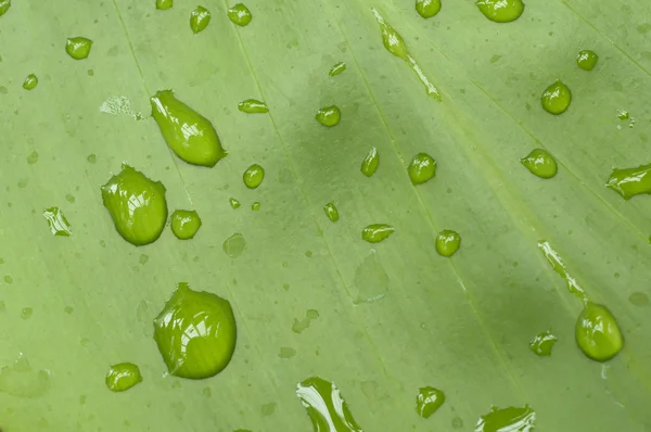 Gotas — Fotografia de Stock