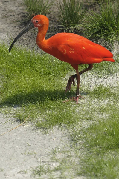 stock image Scarlet Ibis