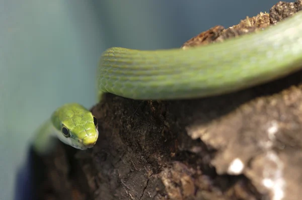 Zelený had — Stock fotografie