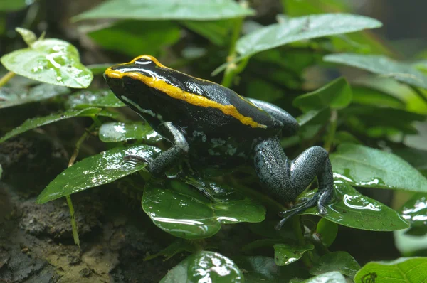 Μαύρο και κίτρινο δηλητηριώδης βάτραχος — Φωτογραφία Αρχείου
