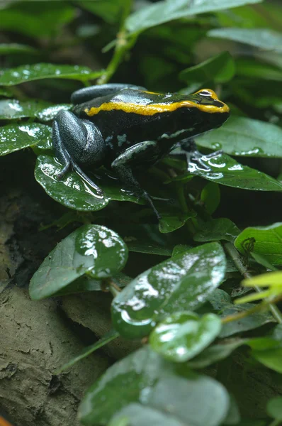 Rana velenosa nera e gialla — Foto Stock
