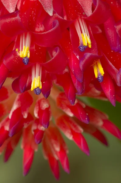 Rote tropische Blumen — Stockfoto