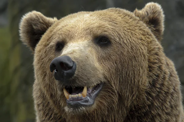 Mužské medvěd hnědý — Stock fotografie