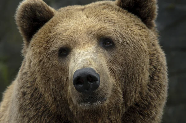 Mężczyzna niedźwiedź brunatny — Zdjęcie stockowe