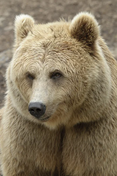 Samice medvědice hnědá — Stock fotografie