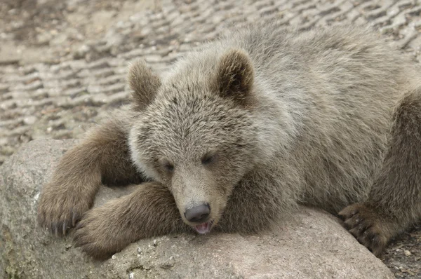 Кубик коричневого ведмедя — стокове фото