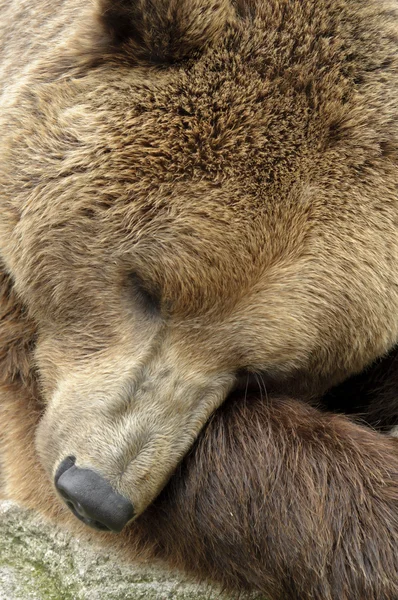 Mężczyzna niedźwiedź brunatny — Zdjęcie stockowe