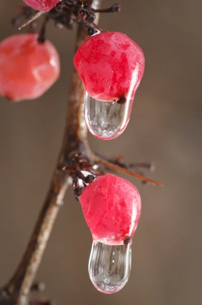 Wassertropfen auf roten Beeren vor braunem Hintergrund — Stockfoto