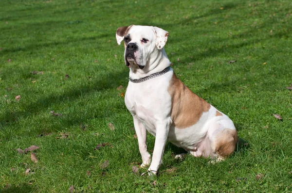 Krémové a bílé pes seděl na zelené trávě — Stock fotografie