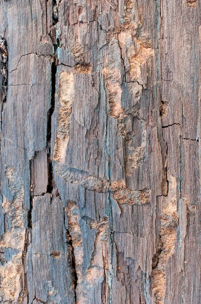 Detail of an old tree bark with cracks and holes — Stock Photo, Image