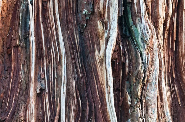 Detail of an old tree bark with cracks and holes — Stock Photo, Image