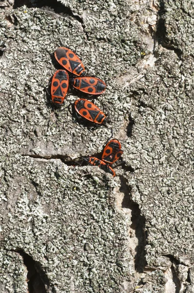 stock image A group of black and red coleopterons wintering inside a tree cr