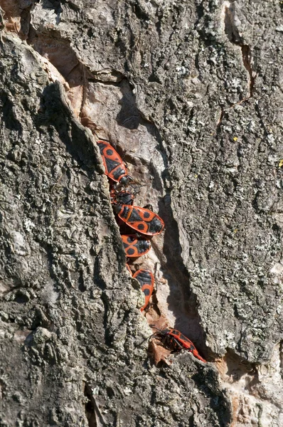 stock image A group of black and red coleopterons wintering inside a tree cr