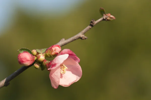 stock image Pink flowers opening in spring with green background