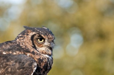 Amerikan baykuş bubo virginianus, sarı gözlü