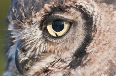 Amerikan baykuş bubo virginianus, sarı gözlü