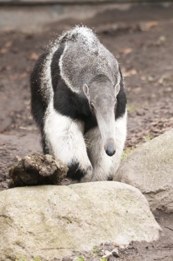 Giant Anteater, Myrmecophaga tridactyla, is the largest species clipart