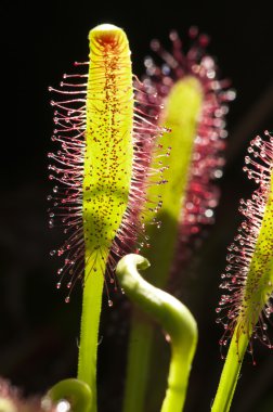 Drosera capensis, commonly known as the Cape sundew, is a carniv clipart