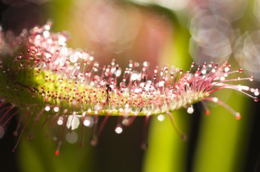 drosera capensis, cape sundew bilinen bir carniv olduğunu