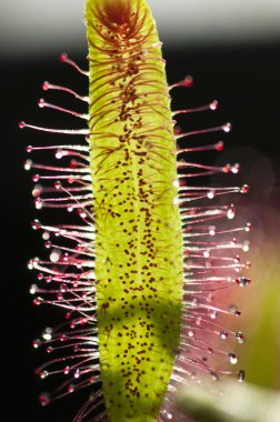 drosera capensis, cape sundew bilinen bir carniv olduğunu