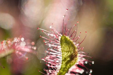 drosera capensis, cape sundew bilinen bir carniv olduğunu