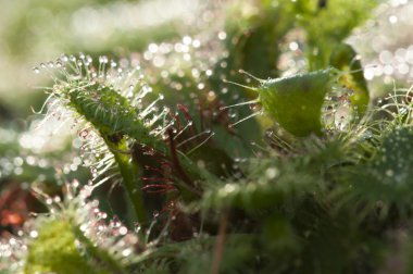 Drosera capensis, commonly known as the Cape sundew, is a carniv clipart