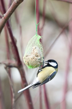 Büyük baştankara (Parus major) familyasından bir kuş türü