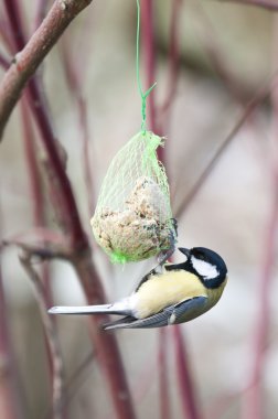 Büyük baştankara (Parus major) familyasından bir kuş türü