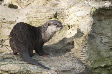 European Otter (Lutra lutra), Eurasian river otter, common otter clipart