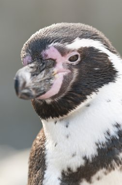 Macellan pengueni, spheniscus magellanicus portresi