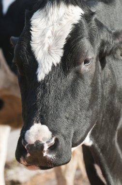 yetişkin dişi süt (süt ineği) türler bos, sığır Toros