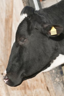 yetişkin dişi süt (süt ineği) türler bos, sığır Toros