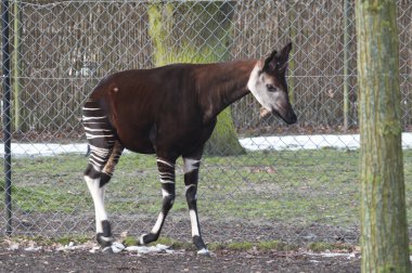 Male okapi, Okapia johnstoni clipart