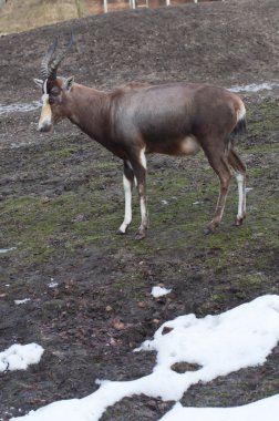 Bontebok, Damaliscus dorcas