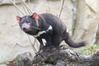 Rare Tasmanian devil (Sarcophilus harrisii) clipart