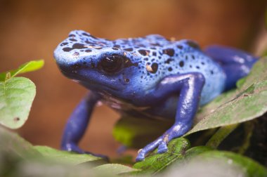 Blue poisonous frog of central america rain forest clipart