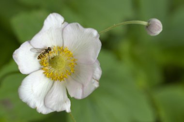 Eglantine (Rosa canina) çiçek syrphid arı