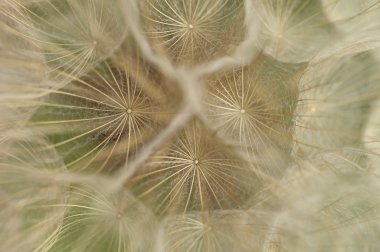 Dandelion fluffy seed group clipart