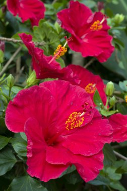 Hibiscus kırmızı çiçekler