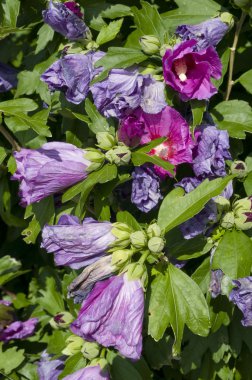 hibiscus çiçek ile bitki