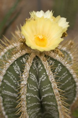 Yellow flowers of a succulent plant