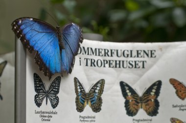 Blue Morpho on identification sign clipart