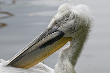 Dalmaçyalı pelikan (Pelecanus crispus)