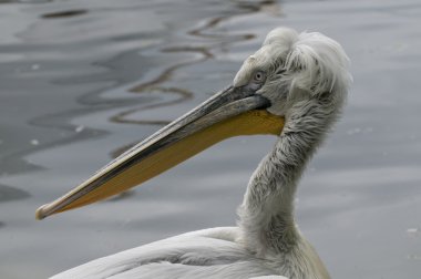 Dalmaçyalı pelikan (Pelecanus crispus)