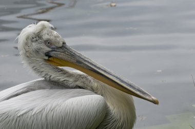 Dalmaçyalı pelikan (Pelecanus crispus)