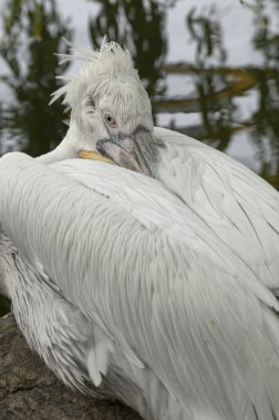 Dalmaçyalı pelikan (Pelecanus crispus)