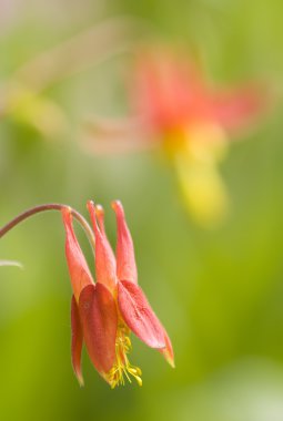 Aquilegia kırmızı ve sarı çiçek