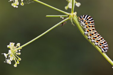 Caterpillar kırlangıç kuyruğu kelebek