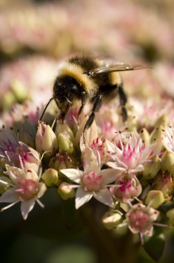 çiçekler üzerinde Bumble bee