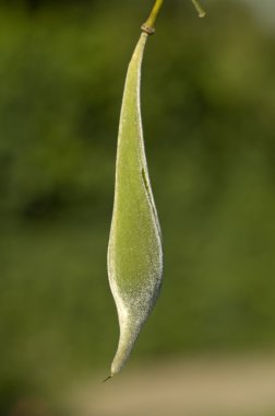 Wisteria bitki tohumu